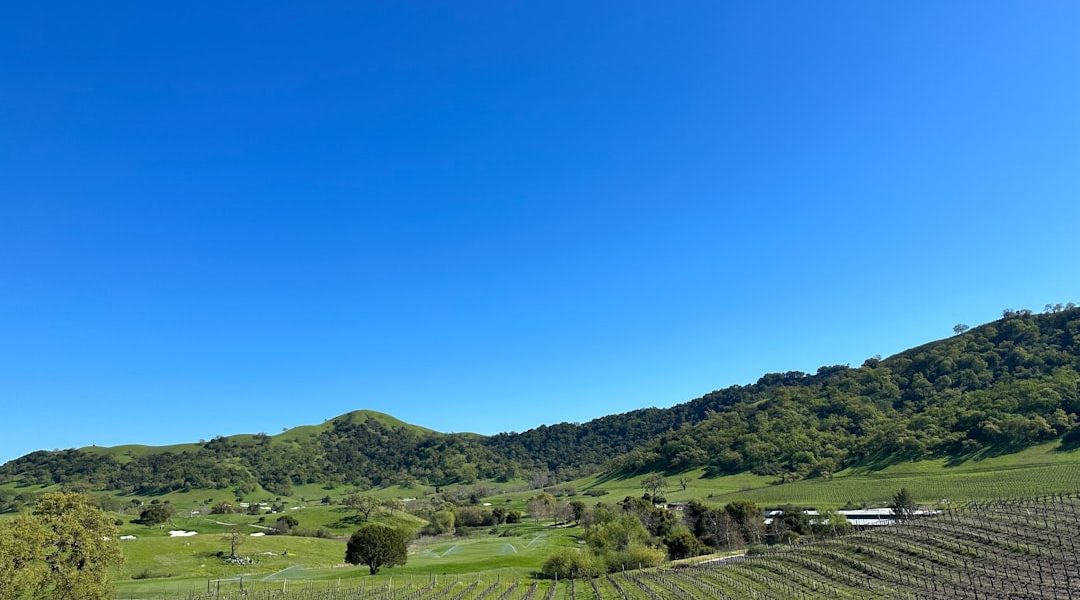 Photo Vineyard landscape