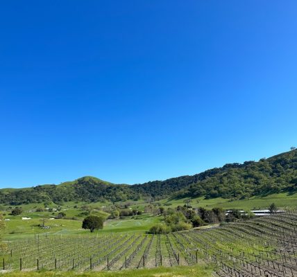 Photo Vineyard landscape