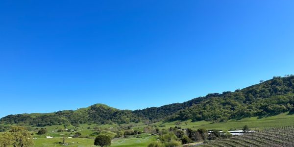 Photo Vineyard landscape